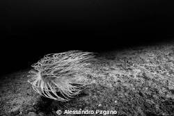 Cerianthus membranaceus by Alessandro Pagano 